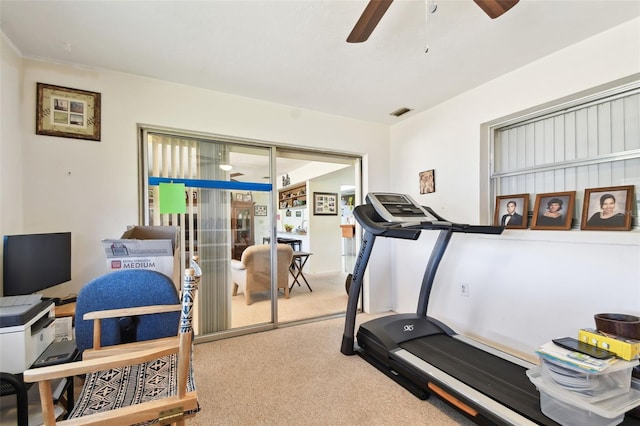 exercise area featuring ceiling fan and carpet floors