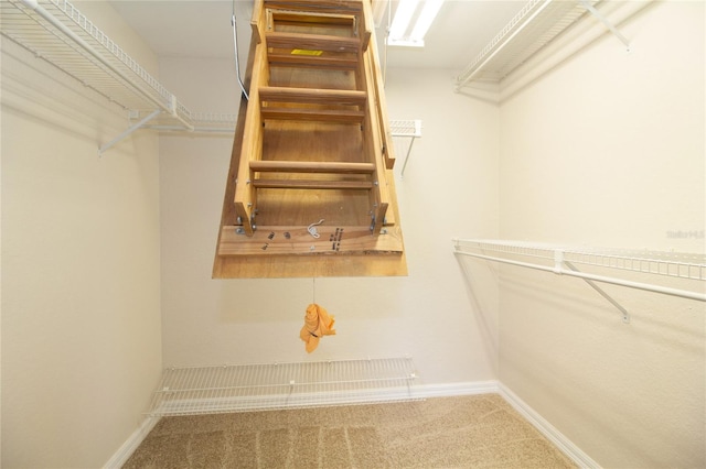 spacious closet featuring carpet