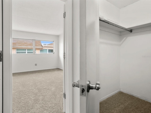 spacious closet featuring carpet flooring