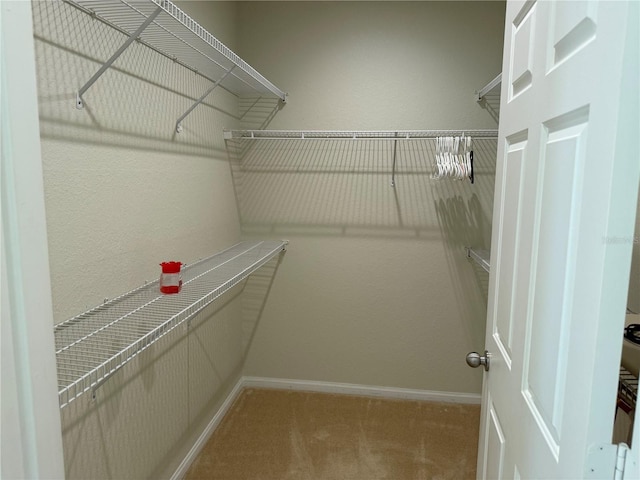 walk in closet featuring carpet flooring