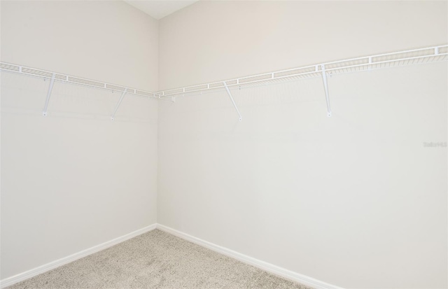 walk in closet featuring carpet flooring