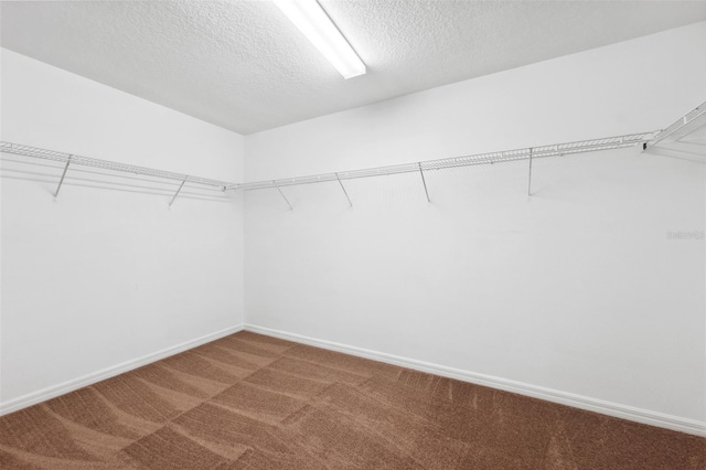 spacious closet featuring carpet floors