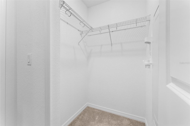 walk in closet featuring carpet flooring