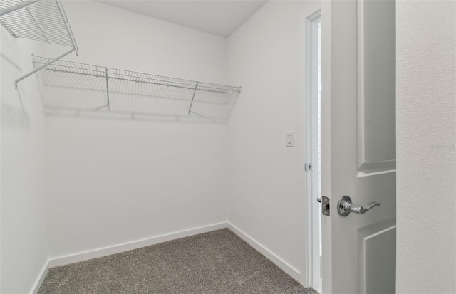 spacious closet featuring carpet