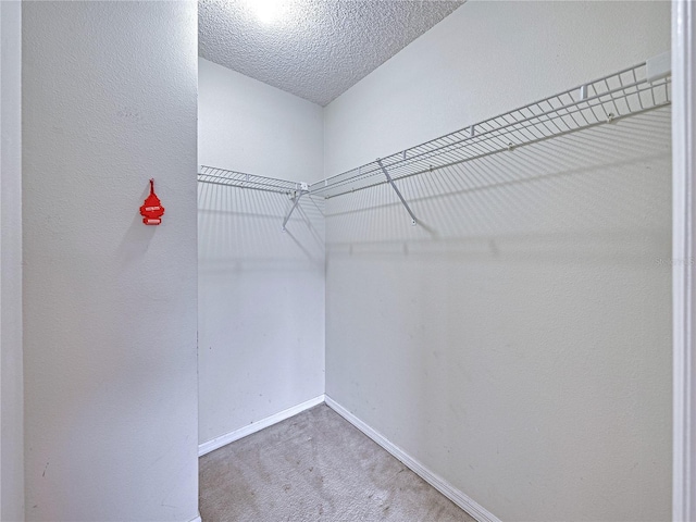 spacious closet featuring carpet floors