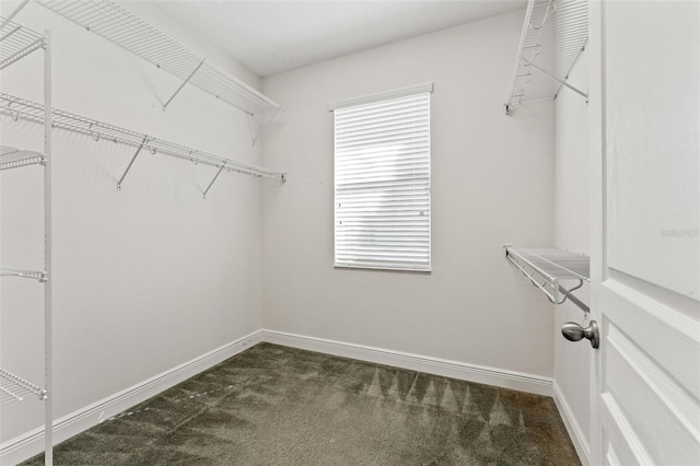 walk in closet featuring dark colored carpet