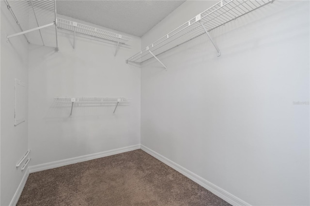 spacious closet featuring carpet