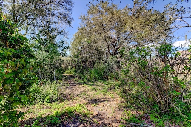 view of local wilderness