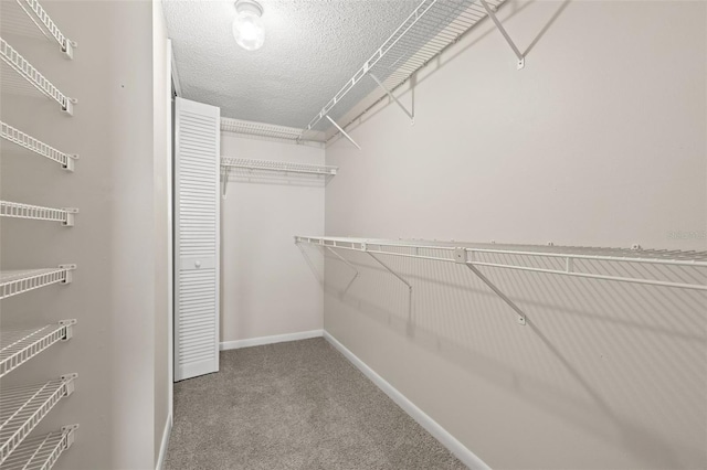 spacious closet featuring carpet flooring