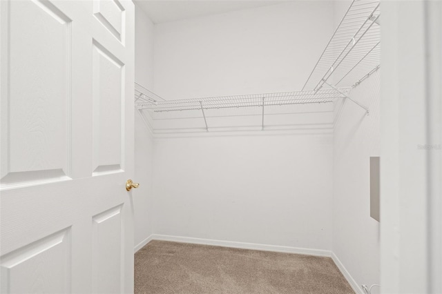 walk in closet featuring carpet floors