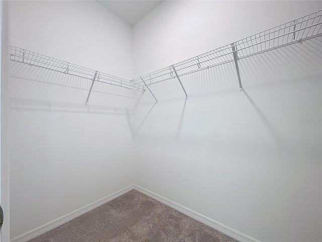 walk in closet featuring carpet