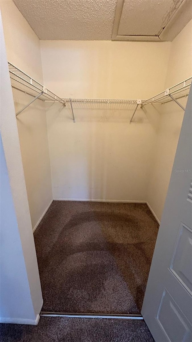 4983 Puritan Cir Unit 524, Tampa, FL 33617 - walk in closet with carpet flooring