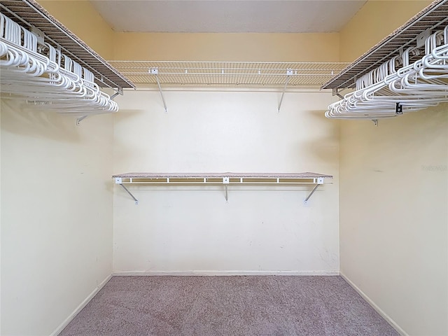 walk in closet featuring carpet flooring