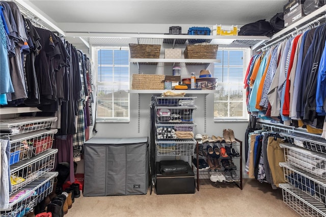 spacious closet featuring carpet