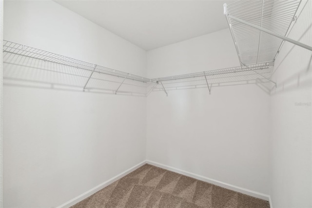 spacious closet with carpet floors