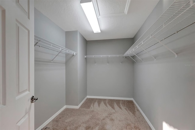 spacious closet featuring carpet