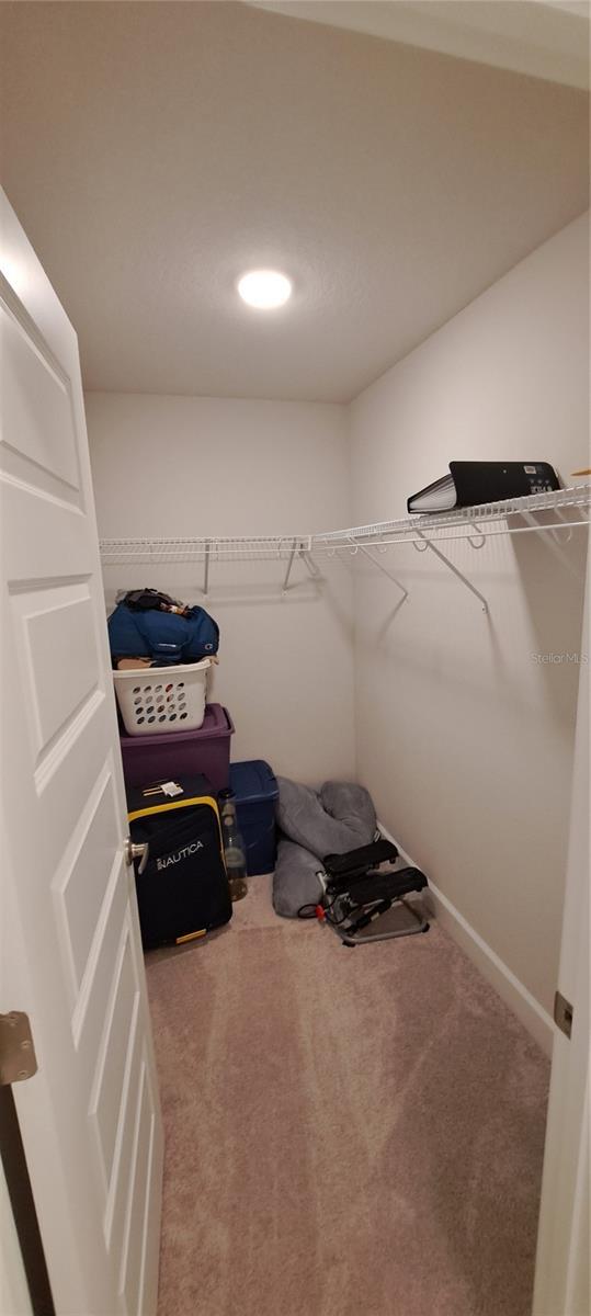 walk in closet featuring carpet