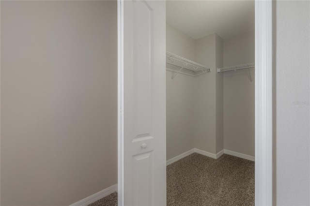 spacious closet featuring carpet