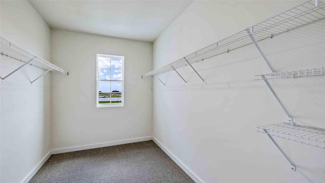 spacious closet featuring carpet floors