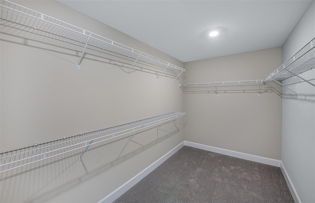 walk in closet featuring carpet flooring