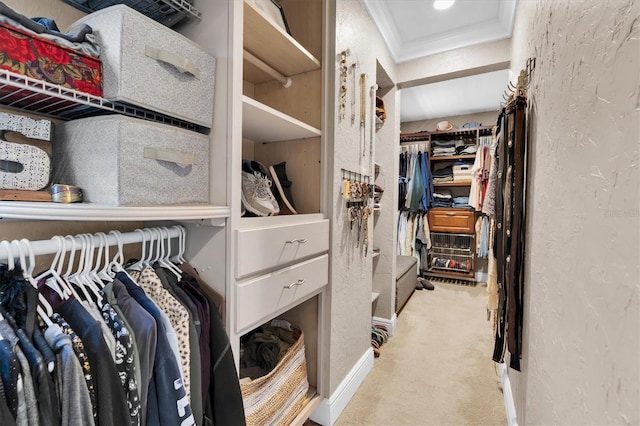 spacious closet featuring carpet flooring