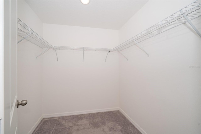 walk in closet with carpet