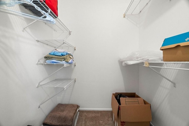 spacious closet featuring carpet flooring