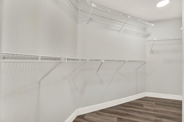 spacious closet featuring wood finished floors