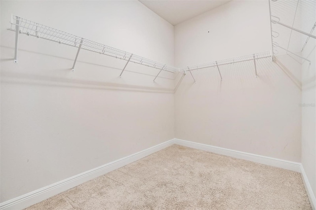 walk in closet with carpet flooring