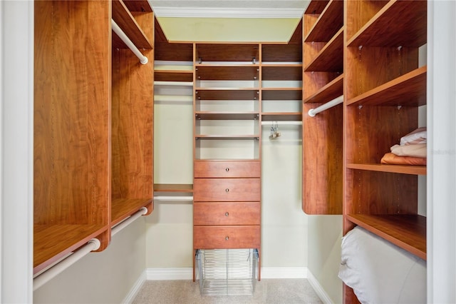 walk in closet featuring carpet floors