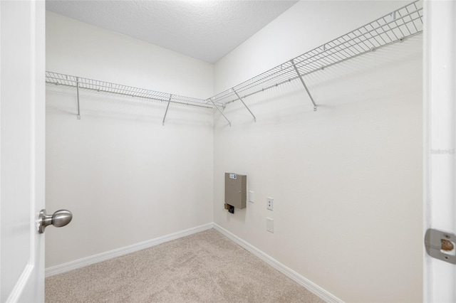 spacious closet featuring carpet