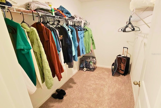 walk in closet featuring carpet floors