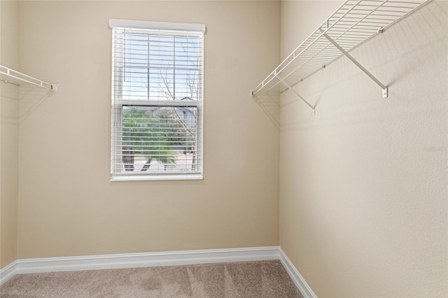 spacious closet with carpet floors