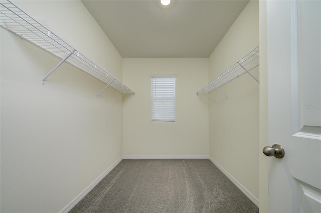 walk in closet with carpet