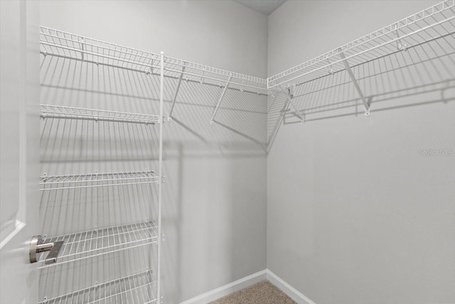 spacious closet featuring carpet flooring