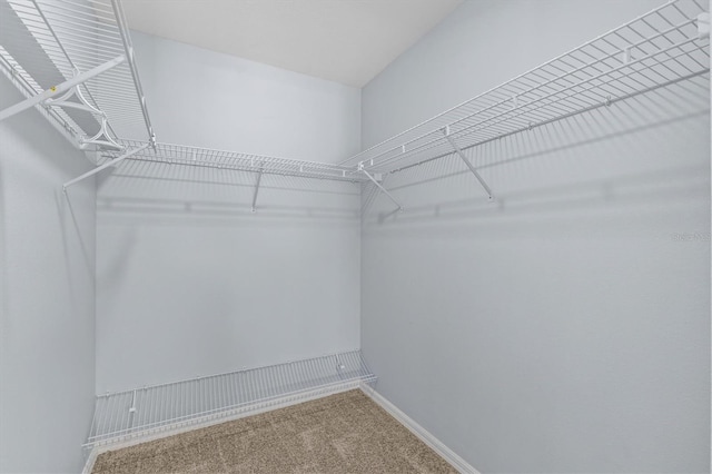 spacious closet with carpet