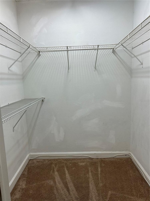 spacious closet featuring carpet flooring