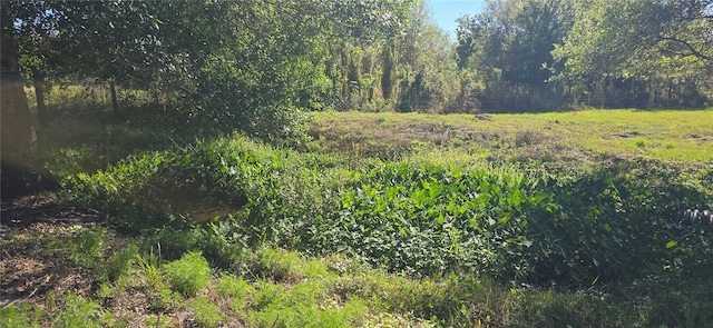 view of local wilderness with a wooded view