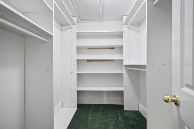 walk in closet with dark carpet