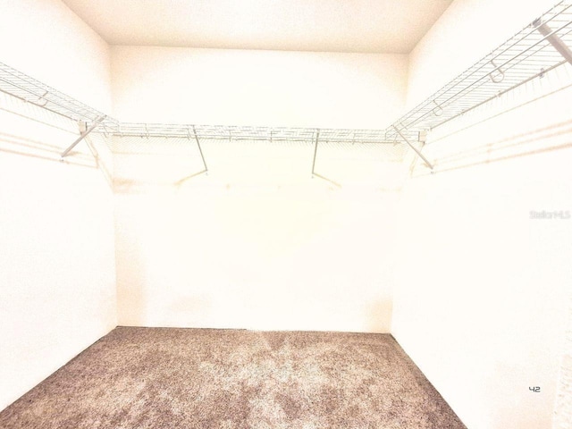 spacious closet featuring carpet flooring