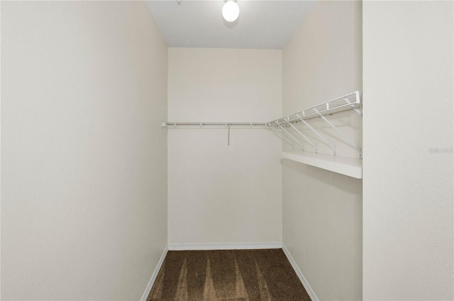 walk in closet with carpet floors