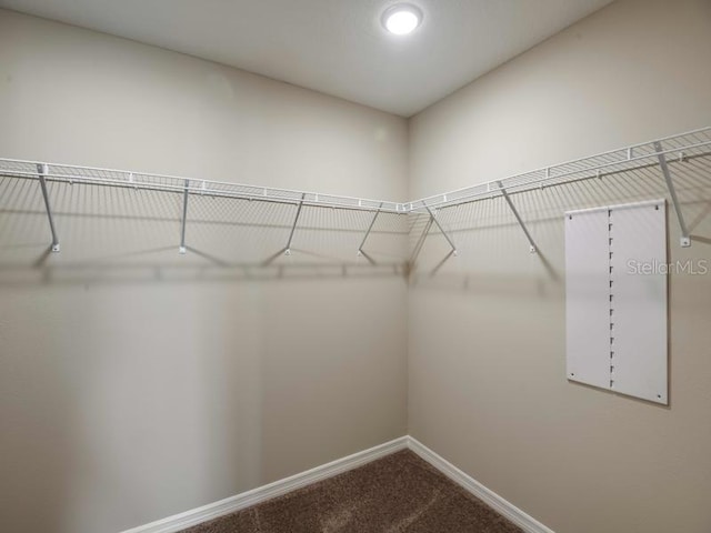 walk in closet with carpet flooring