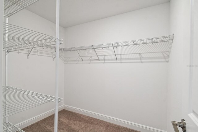 walk in closet featuring carpet flooring