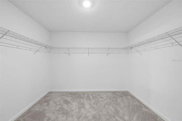 walk in closet with carpet floors