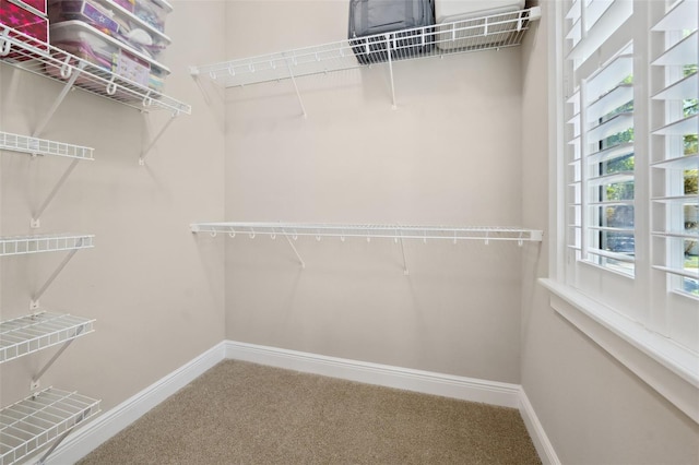 walk in closet featuring carpet flooring