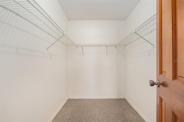 spacious closet featuring carpet floors