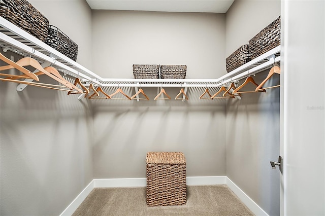 walk in closet featuring carpet flooring