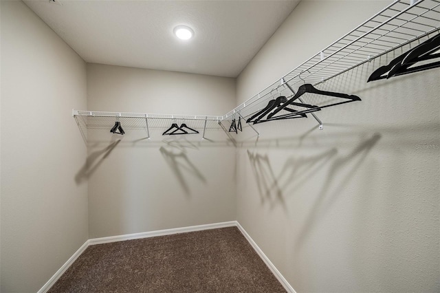 walk in closet featuring carpet floors