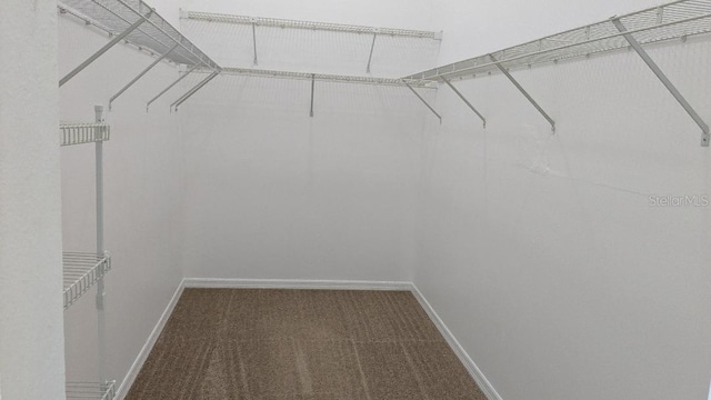 walk in closet featuring carpet flooring