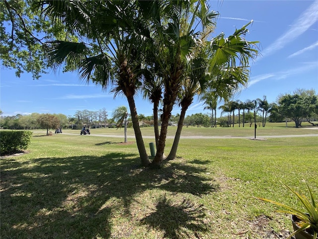 10 Arbor Ln, Oldsmar, FL 34677 - view of green lawn